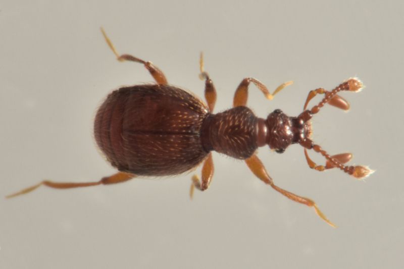 2 tychobythinus glabratus staphylinidae pselaphinae baronessa.jpg