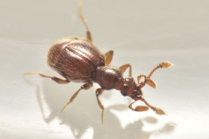 3 tychobythinus glabratus staphylinidae pselaphinae baronessa.JPG