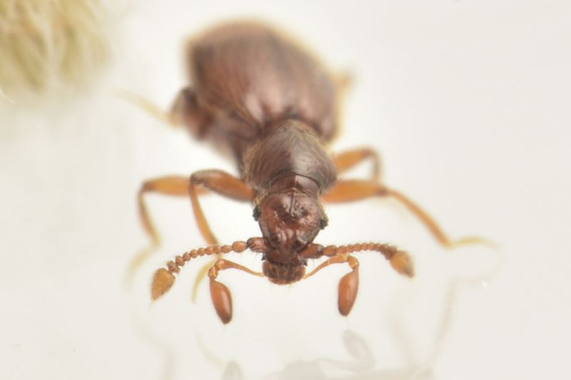 4 tychobythinus glabratus staphylinidae pselaphinae baronessa.JPG