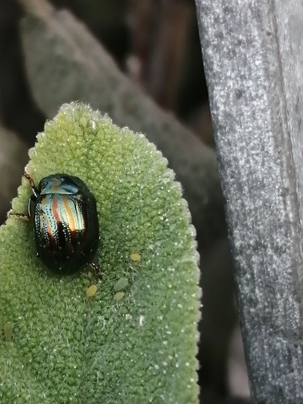 chrysolina americana leggera.jpg