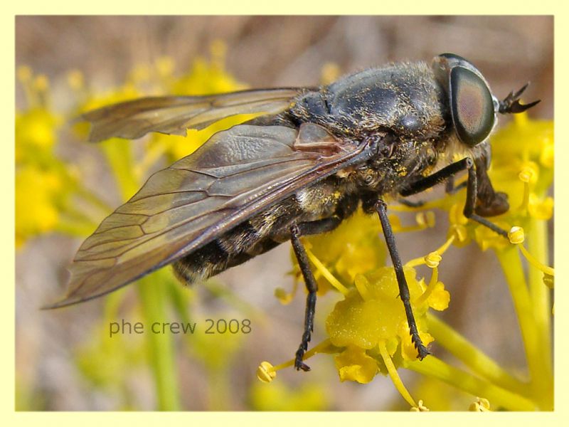 Hybomitra o Tabanus - Modica 8.6.2008 -.JPG