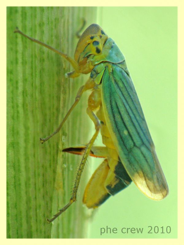Cicadella viridis su Arundo donax - roma aniene 24.6.2010 - ovodeposizione.JPG