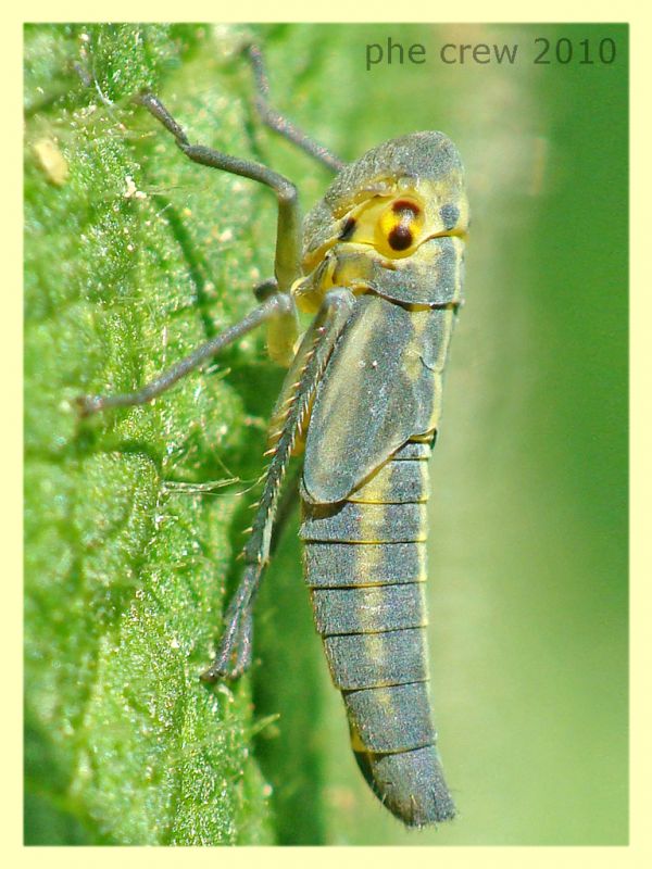 Cicadella viridis ninfa - Roma - riserva Aniene - 9.5.2010.JPG