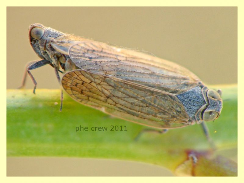 Reptalus sp. cf. accoppiamento - Anzio 8.6.2011 - (1).JPG