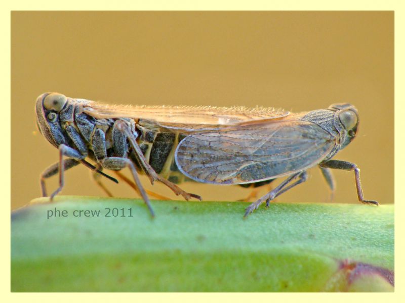 Reptalus sp. cf. accoppiamento - Anzio 8.6.2011 - (2).JPG