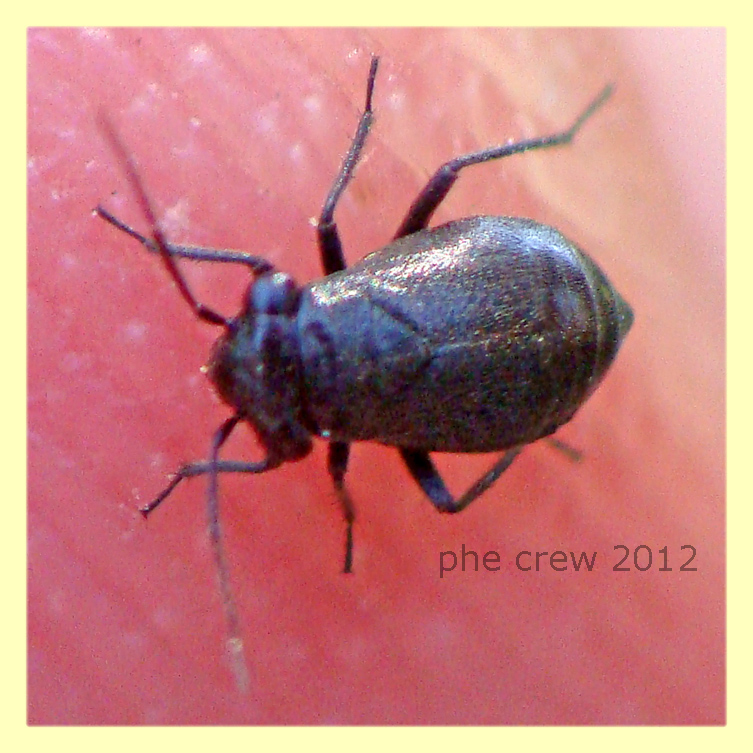 Pachytomella sp. cf. ninfa - Anzio - 4.5.2012 -.JPG