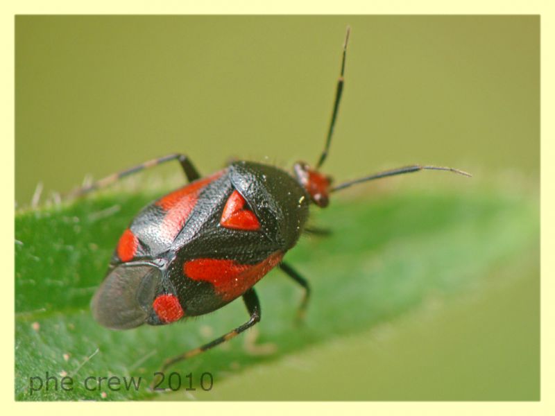 Deraeocoris schach cf. - Anzio - 13.6.2010 -  (1).JPG