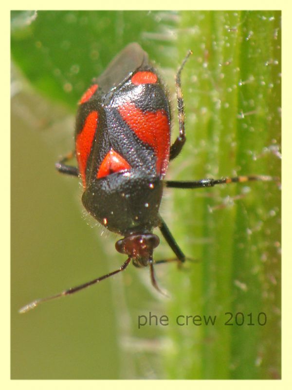 Deraeocoris schach cf. - Anzio - 13.6.2010 -  (4).JPG