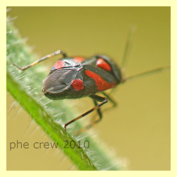 Deraeocoris schach cf. - Anzio - 13.6.2010 -  (2).JPG