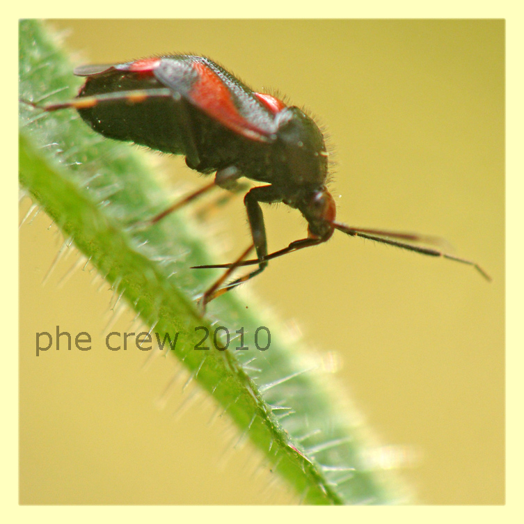 Deraeocoris schach cf. - Anzio - 13.6.2010 -  (3).JPG