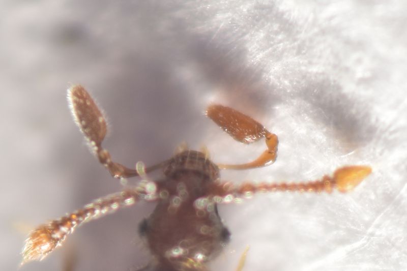 2 tychobythinus sp staphylinidae pselaphinae.jpg