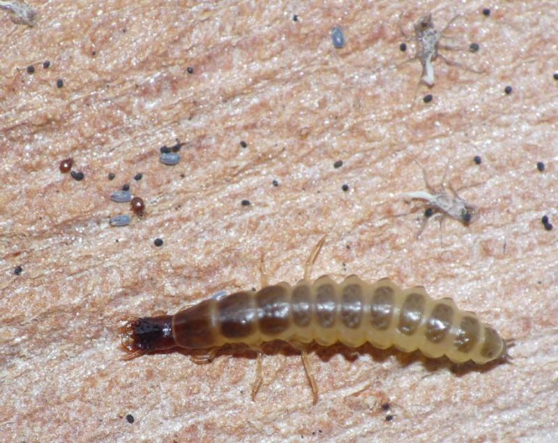 dromius larva.JPG