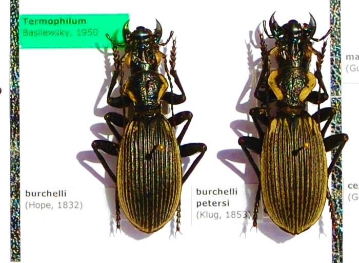 Carabidae 1.JPG