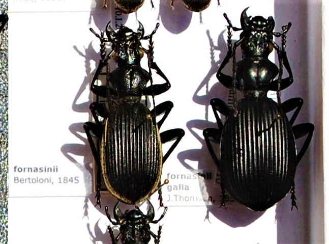 Carabidae 1.JPG