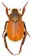 Scarabaeidae-1---Spilia.jpg