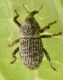 1 kyklyoacalles punctaticollis curculionidae baronessa.jpg