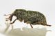 2 kyklyoacalles punctaticollis curculionidae baronessa.JPG