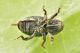 4 kyklyoacalles punctaticollis curculionidae baronessa.JPG