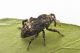 2 acallocrates denticollis curculionidae baronessa.JPG