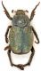 Scarabaeidae-2---Spilia.jpg