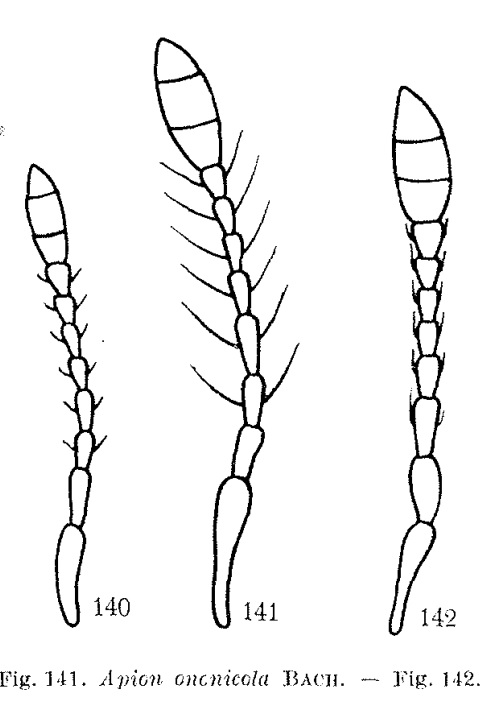 Dieckman 1977 Apion ononicola.jpg