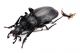 Comb3446cr-26zL3.jpg
