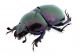 Comb3454cr-32zL3.jpg