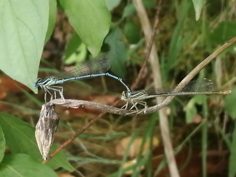 Coenagrion leggera.jpg