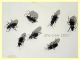 Pterostichus sp. dai 16 ai 20 mm. 4 maschi 2 femmine - Anzio 15.12.2021 - (2).JPG