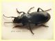 Pterostichus sp. dai 16 ai 20 mm. 4 maschi 2 femmine - Anzio 15.12.2021 - (1).JPG