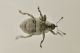 4 ceutorhynchus sp curculionidae baronessa.JPG