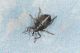 2 ceutorhynchus suturalis curculionidae monte cuneo.jpg