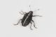 3 ceutorhynchus suturalis curculionidae monte cuneo.jpg