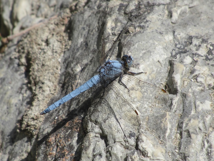 orthetrum leggera.jpg