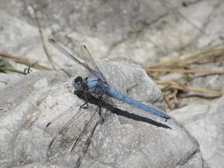 orthetrum leggera 2.jpg