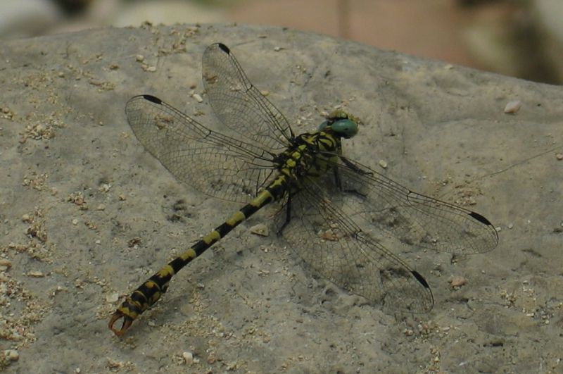 onychogomphus dettaglio.jpg