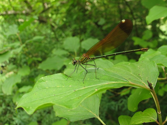 Calopteryx haemorrhoidalis femmina leggera.jpg