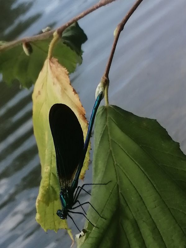 Calopteryx haemorrhoidalis maschio leggera.jpg