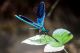 calopteryx virgo maschio leggera.jpg