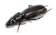Comb3466cr-37zL3.jpg