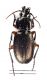 Comb3469cr-19zL3.jpg