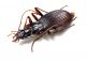 Comb3472cr-40zL3.jpg