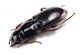 Comb3468cr-38zL3.jpg
