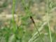 stenopterus rufus Ssp..jpg