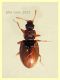 prob. Enicmus transversus 1,8 mm. - Anzio 20.6.2021 - (28).JPG