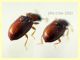 prob. Enicmus transversus 1,8 mm. - Anzio 20.6.2021 - (7).JPG