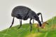 2 perapion curtirostre apionidae palude dei mareschi.jpg