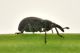 3 perapion curtirostre apionidae palude dei mareschi.JPG