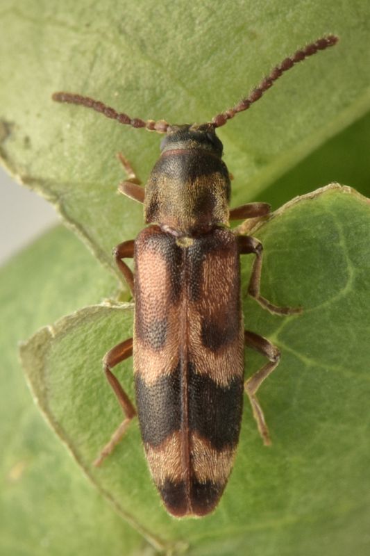 1 hypulus quercinus melandryidae monte cuneo.jpg