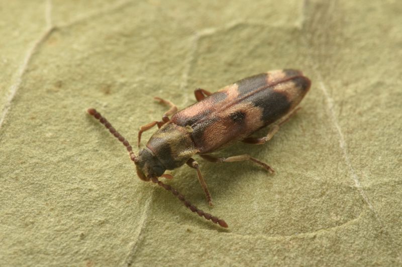 2 hypulus quercinus melandryidae monte cuneo.JPG